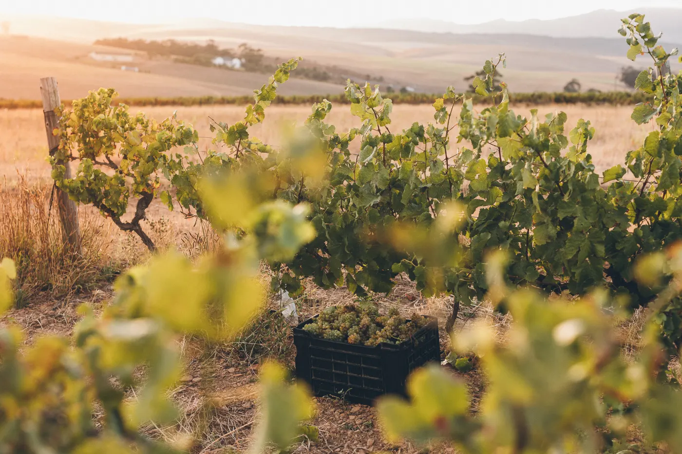 Harvest among the vines at Beaumont Family Wines