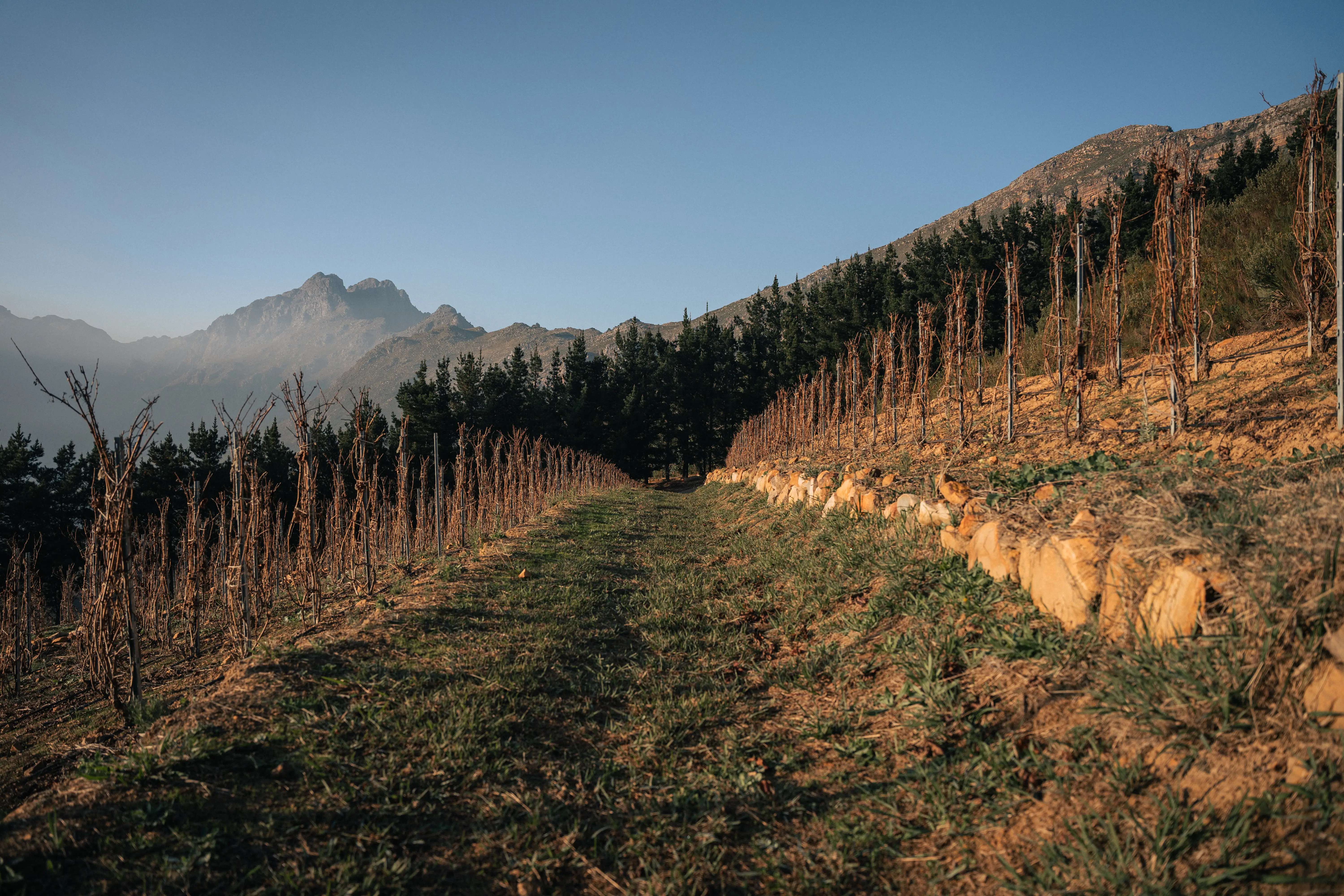 Young vines on the terraced Fijnbosch vineyard slopes at dawn, mountains beyond
