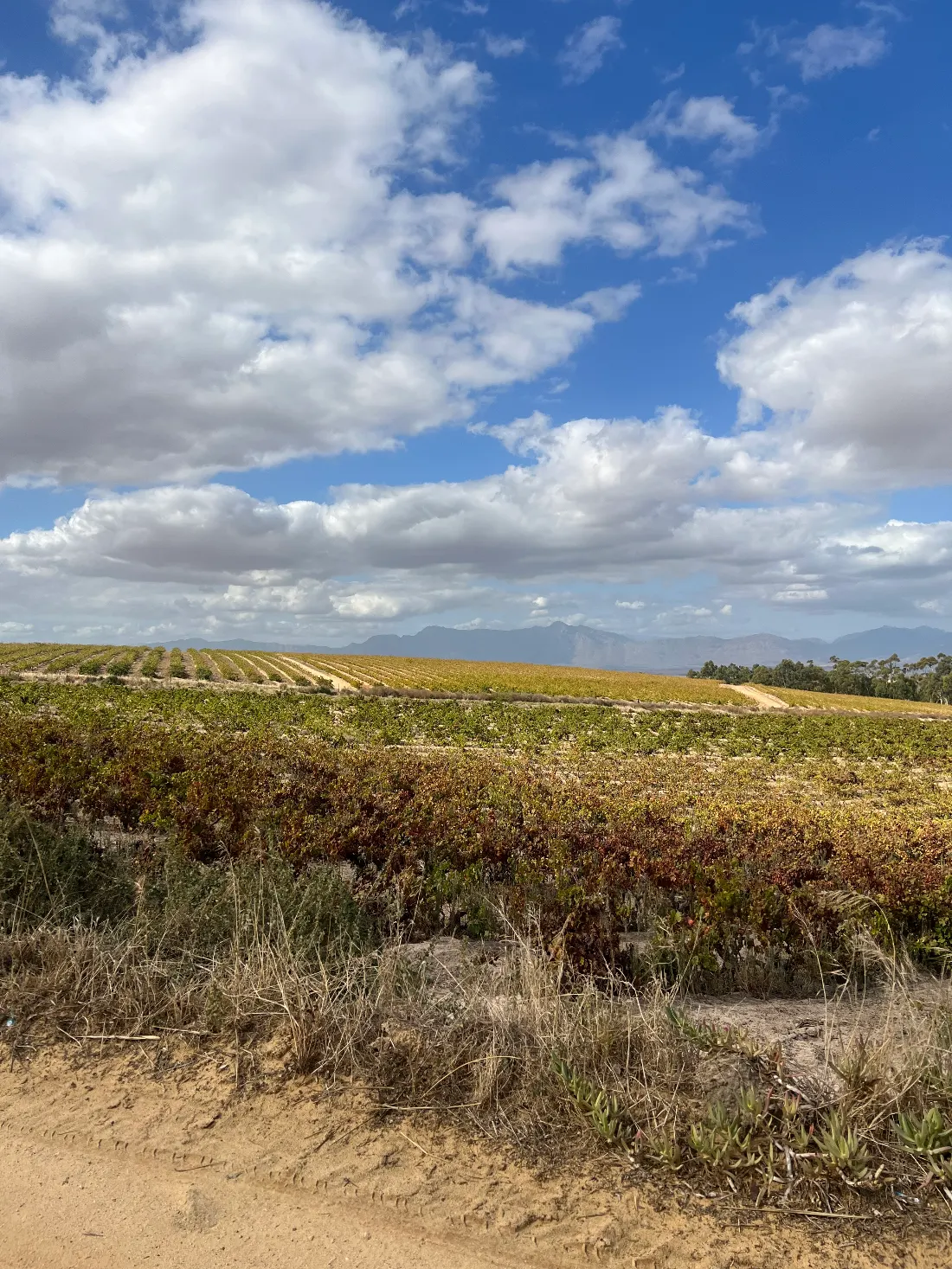 Golden vineyard views at Kloovenburg Wine and Olive Estate, Swartland