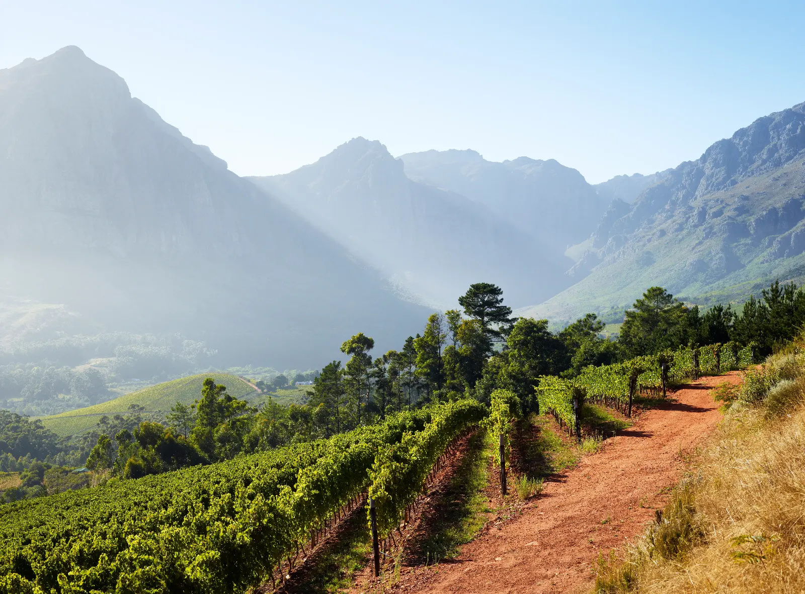Rows of vines at the Capensis Fijnbosch vineyard beneath the Groot Drakenstein mountains, Cape Winelands