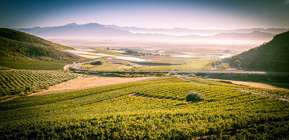 Kloovenburg vineyards looking out over the Riebeek Valley