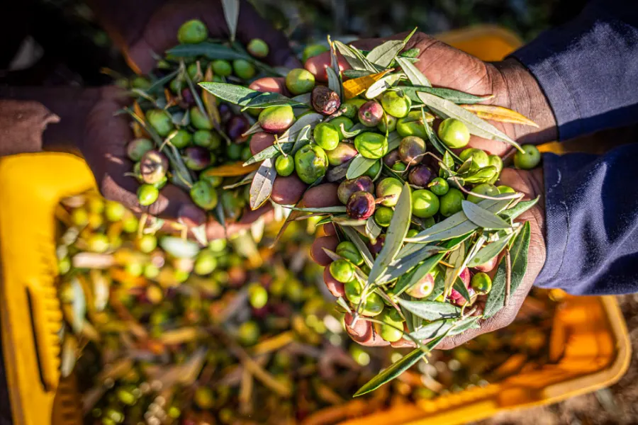 Freshly harvested olives held in cupped hands at Kloovenburg
