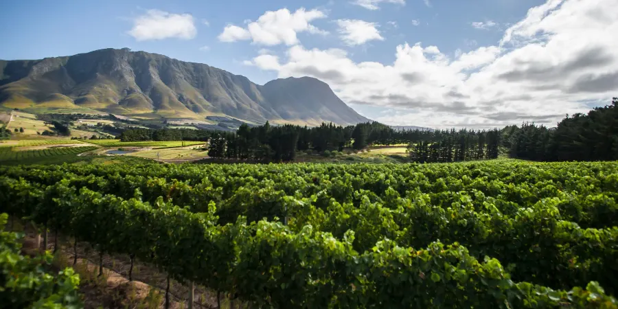 Vineyards of Newton Johnson beneath the mountains of the upper Hemel-en-Aarde Valley