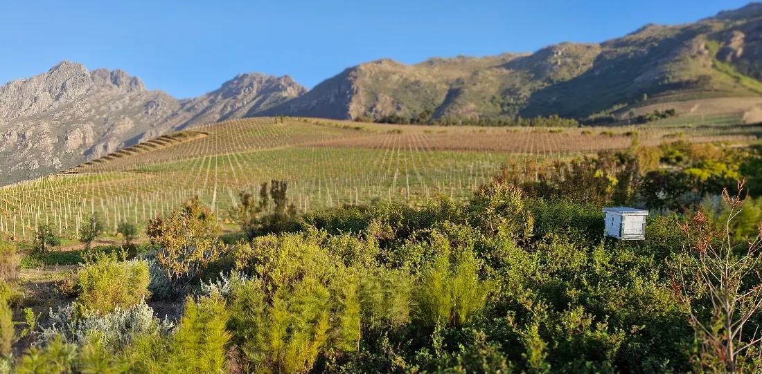 Oldenburg vineyards and fynbos beneath the Banghoek mountains